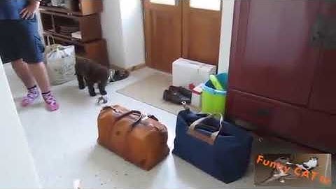 Cat plays SHELL GAME