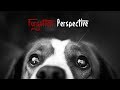 Forgotten perspective  a short film on animal rights  welfare