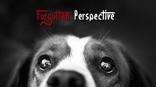 Forgotten Perspective - A Short Film on Animal Rights & Welfare