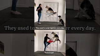 They Used To Jump Together Now Only One Remains