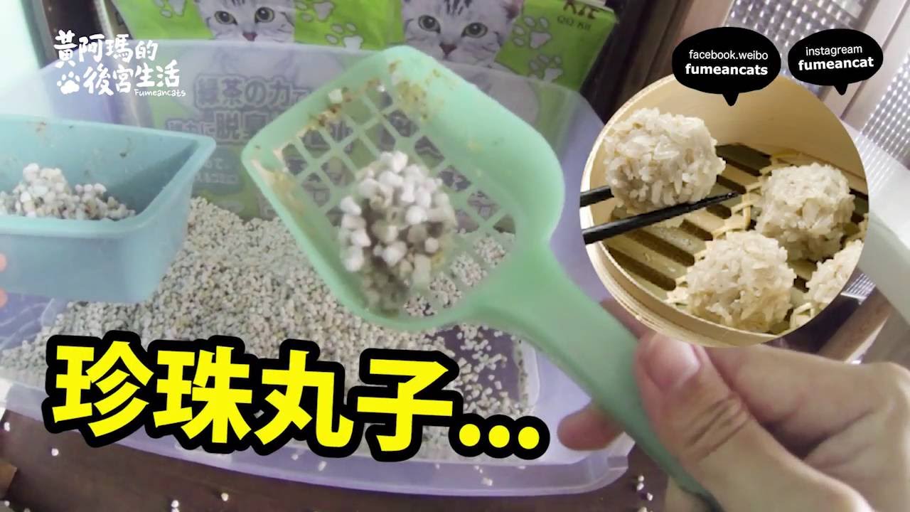 黃阿瑪的後宮生活-貓奴的功能