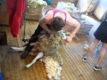 Shearing in NZ