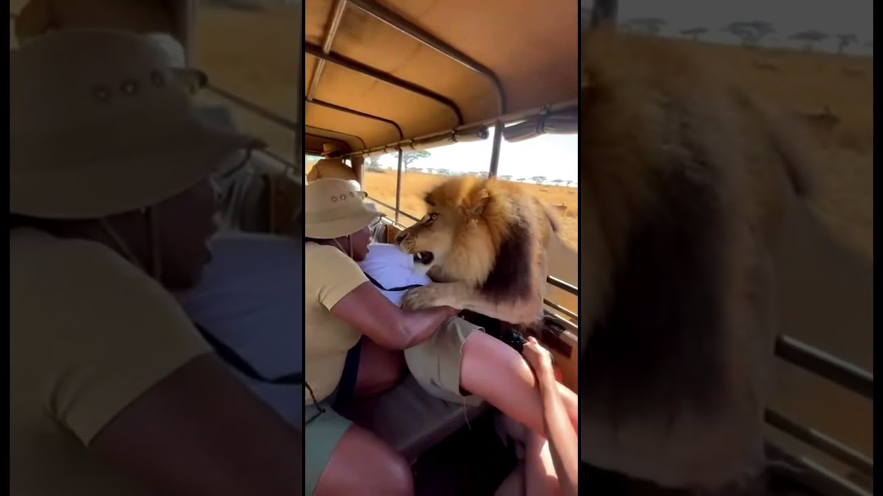 Safari Car vs Lion 🦁