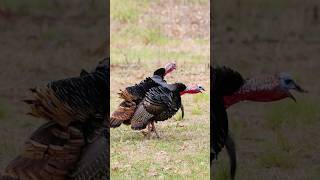 Into the home stretch. #blockeroutdoors #turkeyhunting #springturkey #finisherseries #wildturkey
