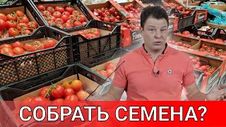 что вырастет из семян покупного томата можно ли собирать с таких помидор семена