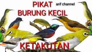 suara pikat ampuh untuk burung kecil KETAKUTAN