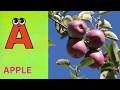 ABC Phonics Song | Alphabet letter sounds | ABC learning for toddlers | Education ABC Nursery Rhymes
