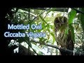 Mottled Owl Ciccaba virgata Guatemala