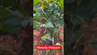 Vietnamese Cuttings coffee indonesian Coffee agriculture innovator spirazione smart kopist