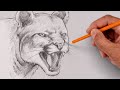 How To Draw a Cougar | Sketch Tutorial