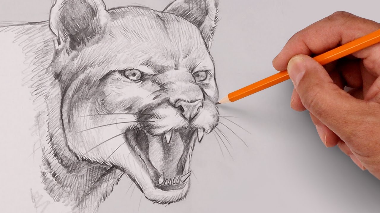 How To Draw a Cougar | Sketch Tutorial