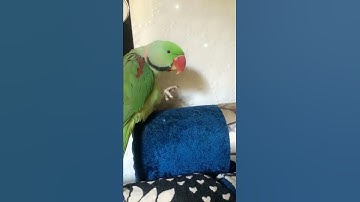 Assalamualaikum 😇 talking parrot
