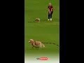 Dog steals match ball during All-Ireland Women&#39;s Cricket T20 Cup semi-final! 🐶😂