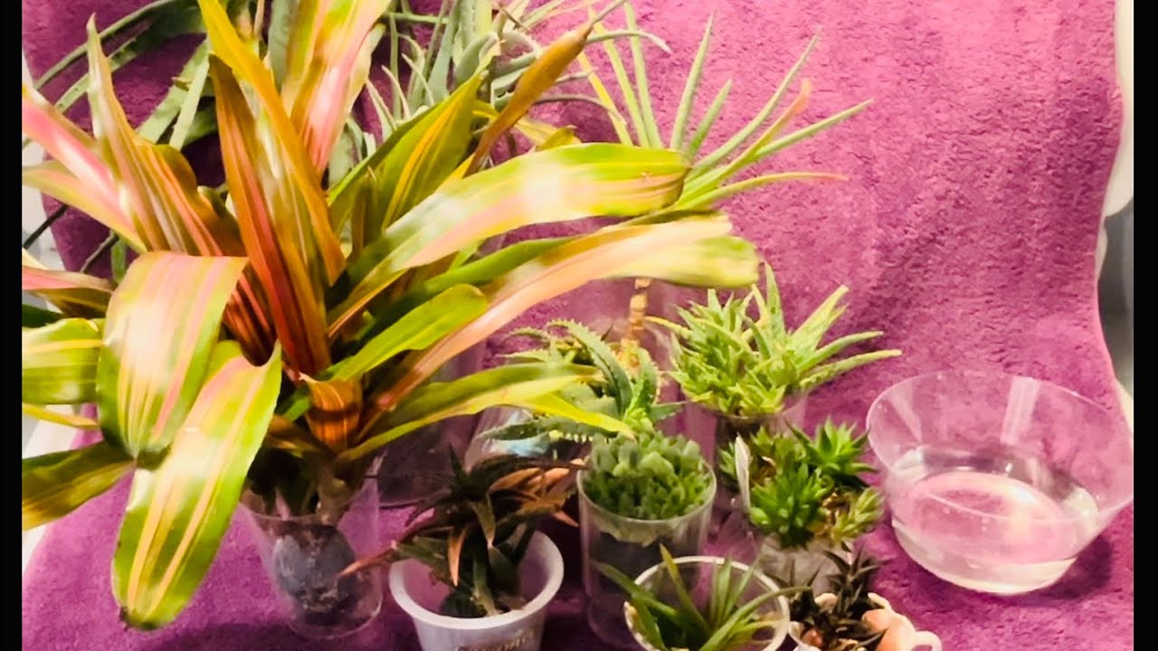 It’s Time For Some Kokedama Maintenance!