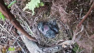 The greedy cuckoo bird, who is at the forefront, can never be fed enough贪心的杜鹃鸟，抢在最前面，怎么也喂不饱