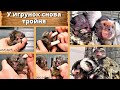 У игрунок снова тройня. Грустное облегчение. New addition to the family of marmosets.