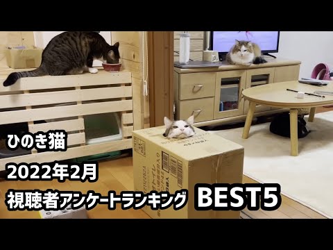 2022年2月 ひのき猫動画 視聴者アンケートランキング BEST5