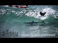Shark swims under byron bay surfers