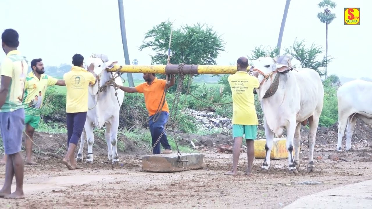RK BULLS || beta video ||