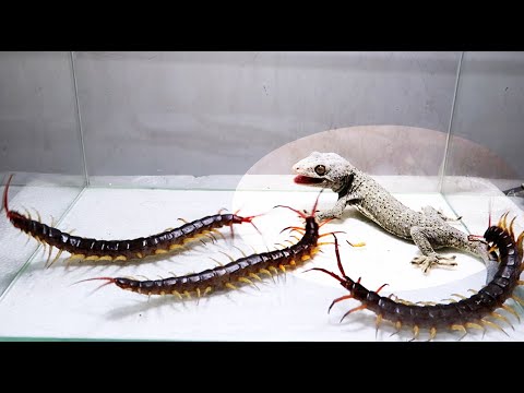 Gecko And 3 Giant Centipede