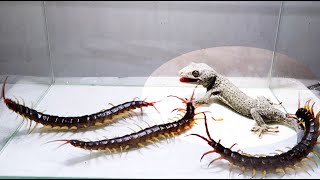 Gecko and 3 Giant Centipede