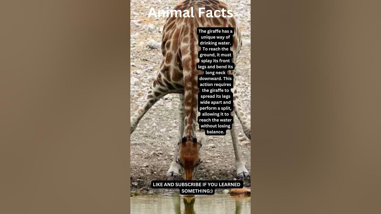 How a Giraffe Drink water 🤣 - YouTube