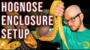 Hognose Snake Enclosure Setup On ANY Budget in 2022!