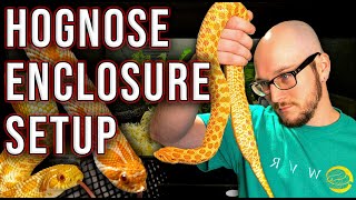 Hognose Snake Enclosure Setup On ANY Budget in 2022!