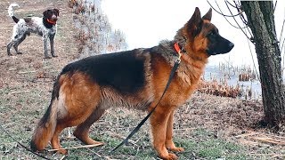 Амир и Джерри - лучшие друзья! Немецкая овчарка и дратхаар. Best friends! Амир и Джерри - лучшие друзья! Немецкая овчарка и дратхаар. Best friends!
