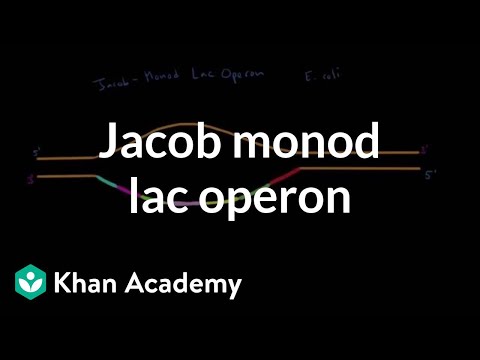 Vídeo: Na ausência de lactose o repressor lac é?