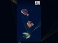 Artemis II splashes down in Pacific Ocean