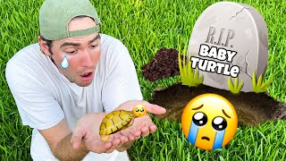 Rip Rescued Baby Turtle !! What Happened ?!