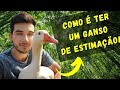 COMO É TER UM GANSO DE ESTIMAÇÃO, CUIDADOS, VANTAGENS E "DESVANTAGENS"