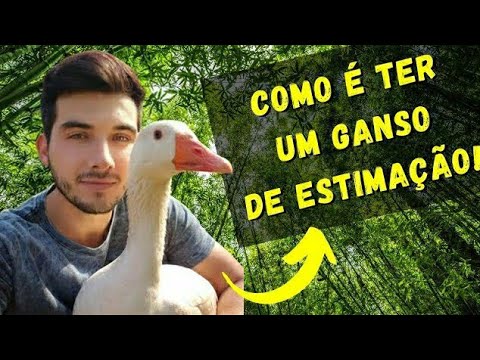 COMO É TER UM GANSO DE ESTIMAÇÃO, CUIDADOS, VANTAGENS E "DESVANTAGENS"