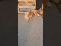 with Chloe #cute #pomeranian #shihtzu #pets #doglover #shorts #dogs #dogmom