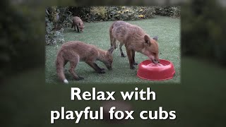 Relax with playful fox cubs. 42 minutes of cuteness.