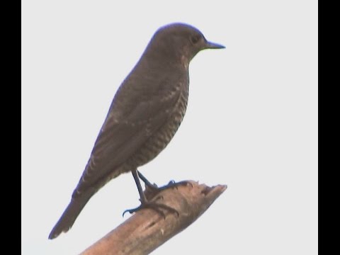 Blue Rock Thrush