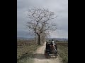 Kaziranga national park || travel short   #travelvlog #shortvideo #nature #silentframes #subscribe