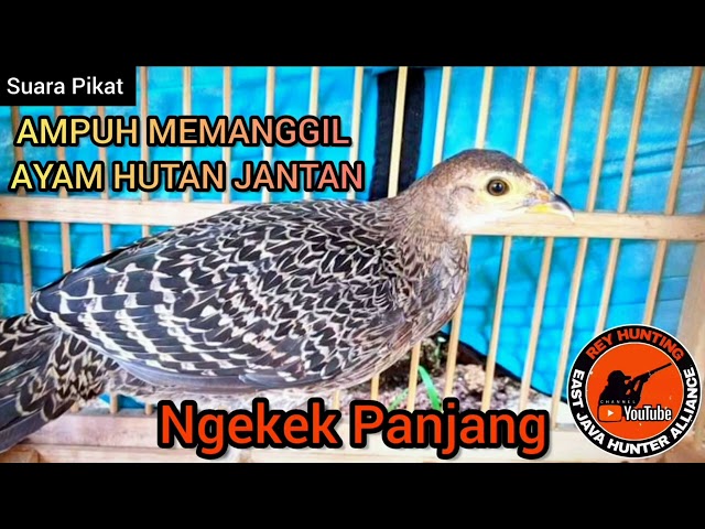 SUARA AYAM HUTAN BETINA, COCOK UNTUK PIKAT DAN BERBURU, TERBARU 2023.‼️‼️‼️‼️ class=