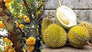 Durian Fruits Photos