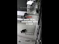 Baby seal wanders into a bar