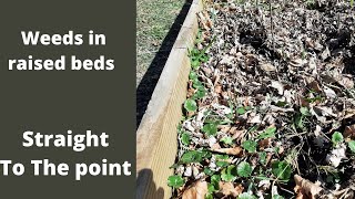 You may have weeds in your raised beds - Straight to the point