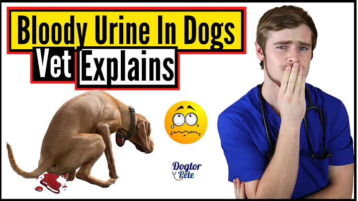Top 8 Most Common Causes of Bloody Urine In Dogs | Why Is My Dog Peeing Blood? | Dogtor Pete - DayDayNews