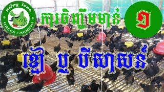 ការចិញ្ចឹមមាន់ខ្មៅ ភាគទី ១ - Black Chicken Part 1 | កសិកម្ម បៃតង - Green Farming