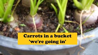 Carrots in a bucket Were going in Home grown organic carrots in a small bucket