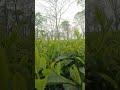 |Assam Tea TV1 Green Leaf 🌿☕||#shorts #tea #farming #viral