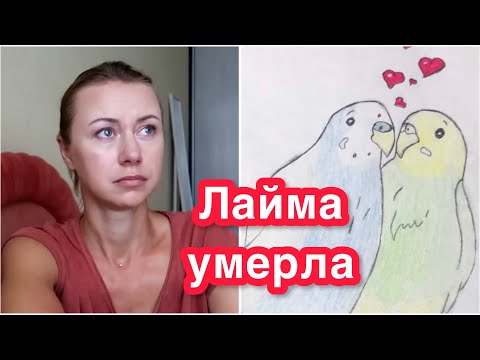 ЛАЙМА УМЕРЛА🥺ЧТО ПРОИЗОШЛО С ПОПУГАЕМ😔