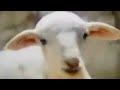 К евреям 9:11-14/ Пасхальный ягнёнок.