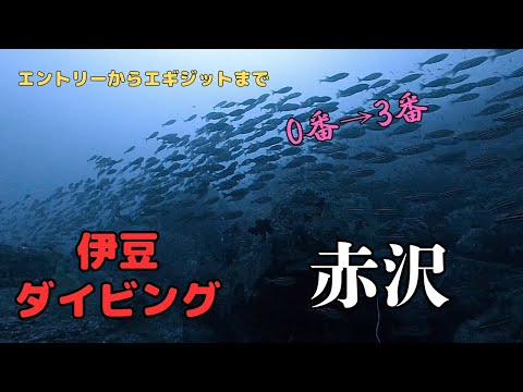 ＜寒さガマン大会＞伊豆の赤沢でダイビングしてきた＜脚つった＞