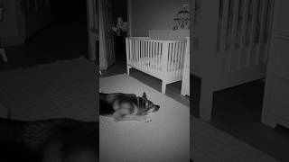 My Dog Saved My Baby from the Closet Monster 🐕👶 #cctv  #horror